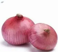 Pink Onion