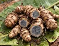 Black Turmeric