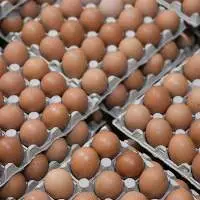 Chicken Egg White Or Brown