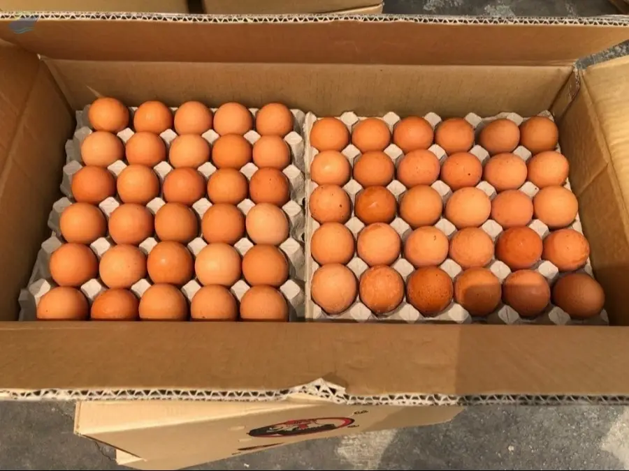 Brown Chicken Eggs / Table Eggs / Brown Eggs