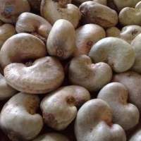Raw Cashew Nuts (RCN)