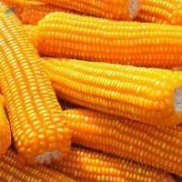 Non-GMO Yellow Corn & White