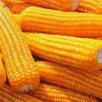 Non-GMO Yellow Corn & White