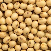 Soybeans