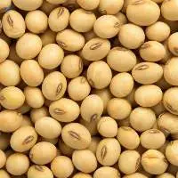 Soybeans