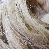 Natural Raw Sisal Fiber