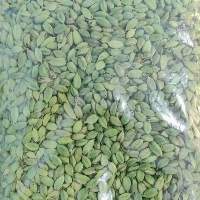Fresh Natural Green Cardamom