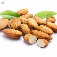 Almond Nuts Kernels Wholesale