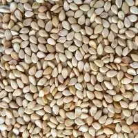 Top Grade Organic Sesame Seed