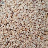 Sesame Seed For Sale