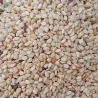 Sesame Seed For Sale