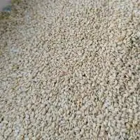 Premium Hulled White Sesame Seeds