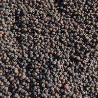 Fresh Raw Black Pepper
