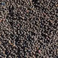 Fresh Raw Black Pepper