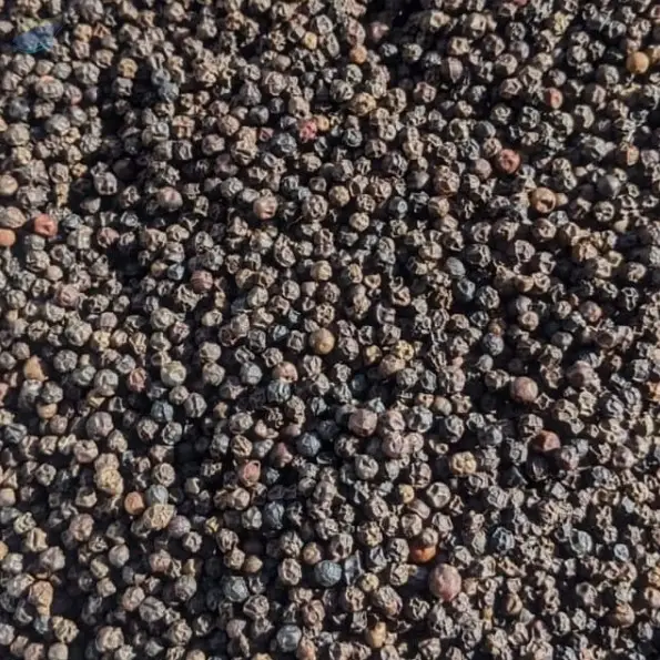 Fresh Raw Black Pepper