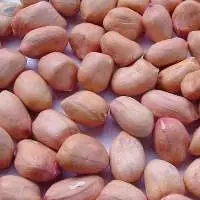 Premium Quality Peanuts