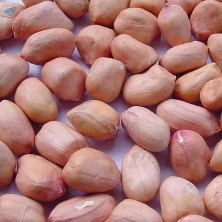 Premium Quality Peanuts