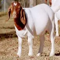 Full Blood Boer Goats Live