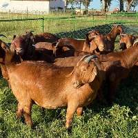 100% Full Blood Boer Goats