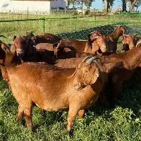100% Full Blood Boer Goats