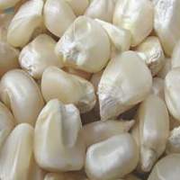 Non-GMO White Maize