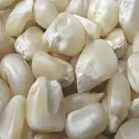 Non-GMO White Maize