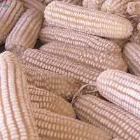 Non GMO Yellow White Maize