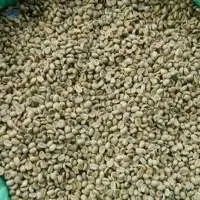 Coffee Arabica