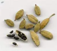 Green Cardamom Pods