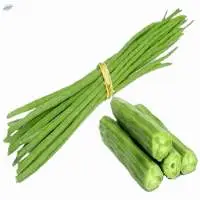 Premium Quality Fresh Drumstick Pods For Export