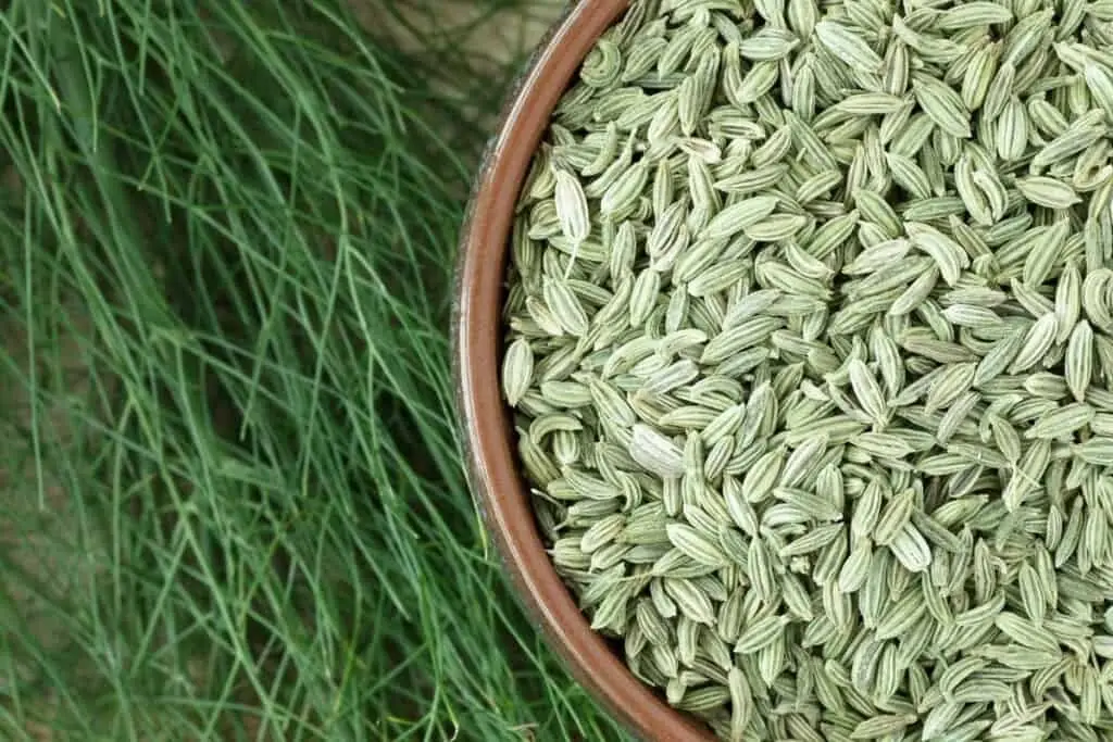 Fennel Seeds