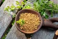 Fenugreek