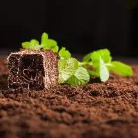 coco peat