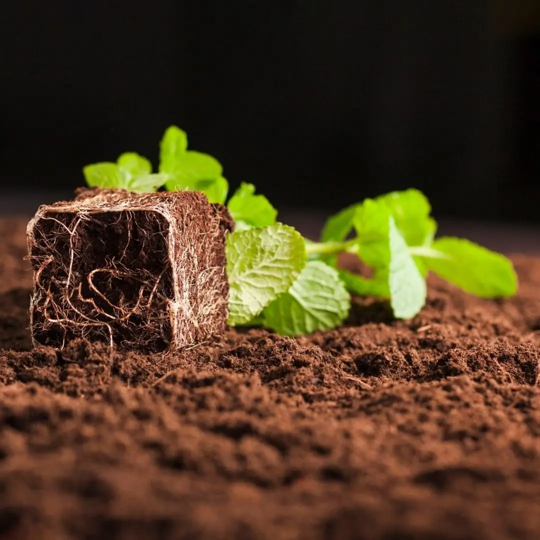 coco peat