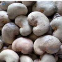 High Quality Raw Cashew Nuts Premium Grade
