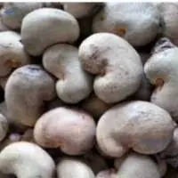 High Quality Raw Cashew Nuts Premium Grade