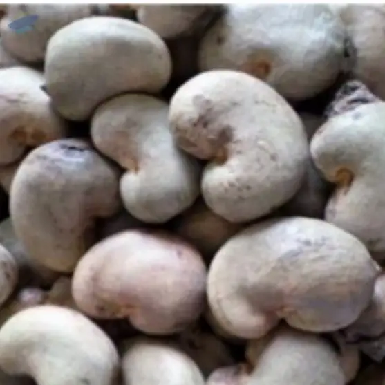 Raw Cashew Nut