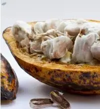 High Quality Whole Cocoa Beans for Processing