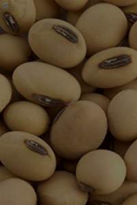 Premium Natural Soybeans for Food Processing