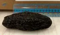 Atlantic Sea Cucumber