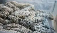 Dried Sea Cucumber