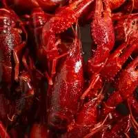 Live Lobster