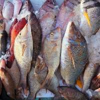 Aquaculture Salmon