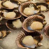 Scallops