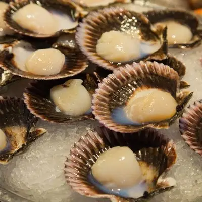 Scallops