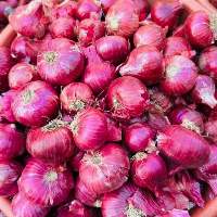 Indian Red Onion