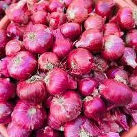 Indian Red Onion