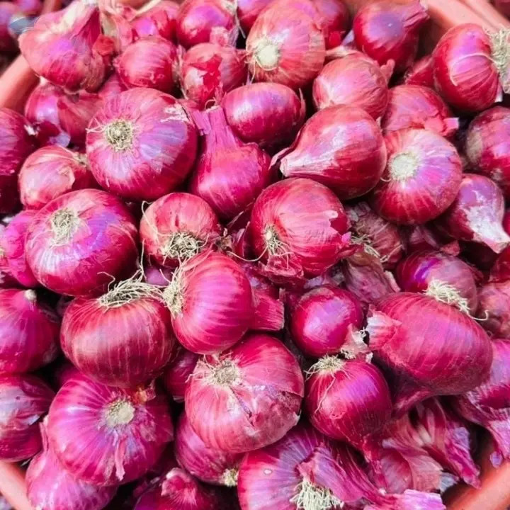 Indian Red Onion