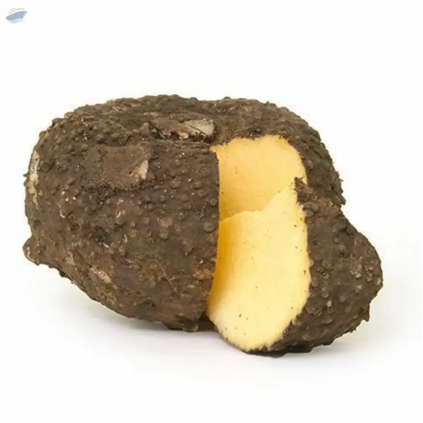 Elephant Yam