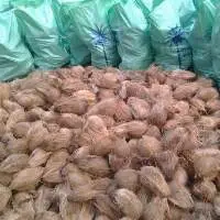 Semi Husk Coconut